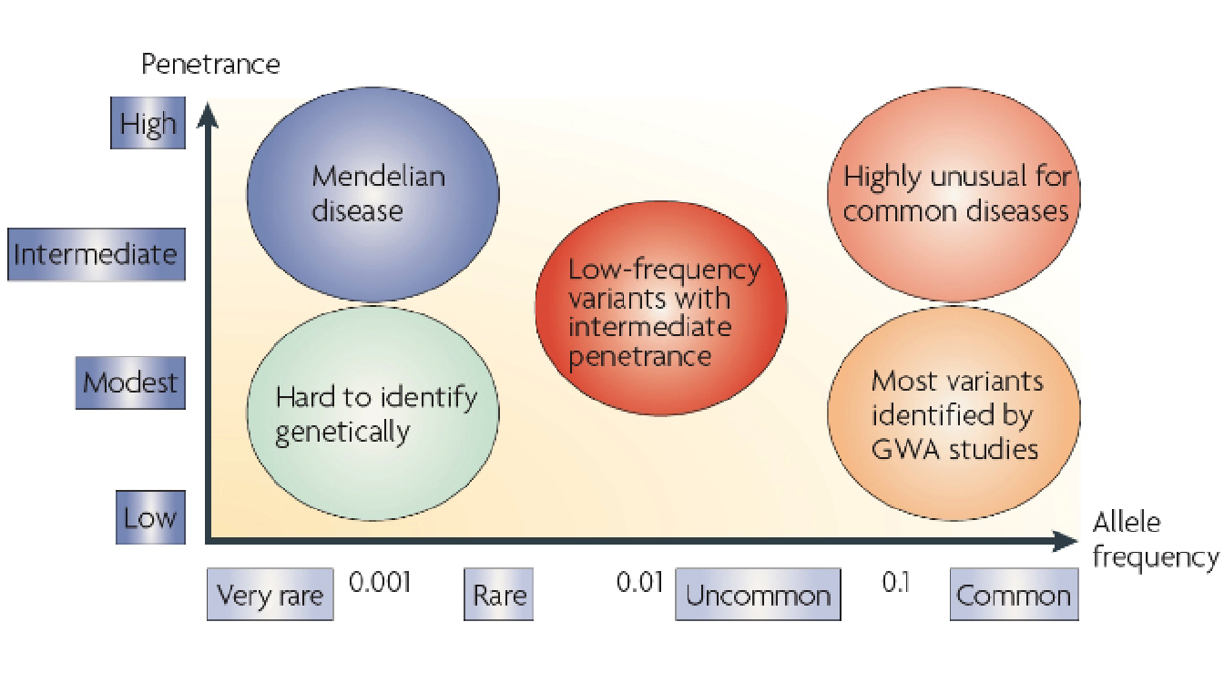 Relationship between allele frequency and penetrance on disease representation.