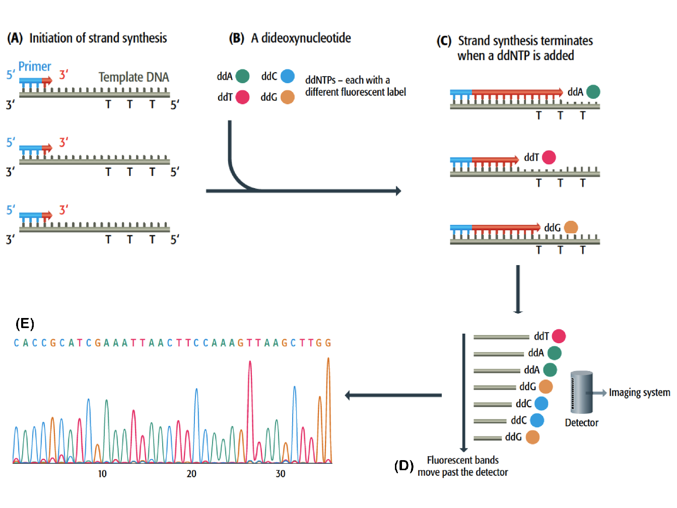 Chain termination DNA sequencing (Brown et al. 2007). (A) Use of universal primers for the synthesis of DNA complementary of a single-stranded template. (B) Incorporation of small amount of fluorescent dideoxynucleotides (ddATP, ddTTp, ddCTP and ddGTP), each with a different fluorescent label. (C) The ddNTP block the synthesis of DNA because they have a hydrogen atom rather than a hydroxyl group attached to the 3’ carbon. (D) Each labelled DNA strand passes through a polyacrylamide gel electrophoresis, migrating more or less according to their length, and after separation a fluorescent detector is capable of discriminating the labels attached to the ddNTP. (E) The information is passed to the imaging system and a sequence of DNA is printed out. The sequence is represented by a series of peaks, one for each nucleotide position.