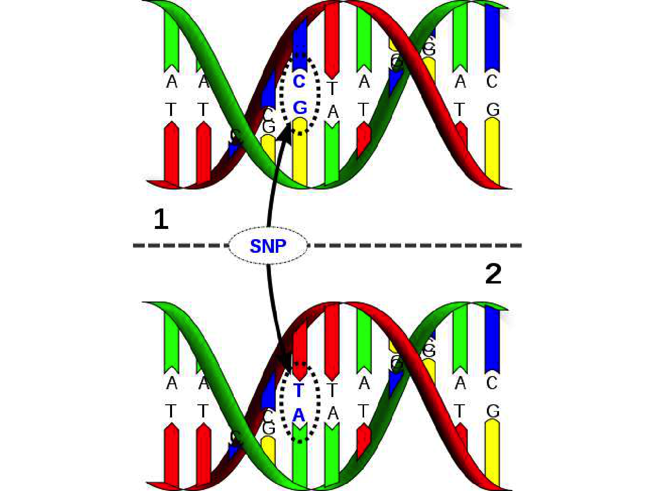 Schematic representation of a single nucleotide polymorphism. David Hall / Licence 